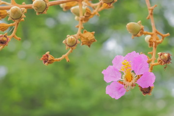 Close up Pink Flower Lagerstroemia speciosa or Pride of India or Inthanin flower in Thailand blossom on branches with green nature blurred background, other names Queen's flower, Queen's crape myrtle.