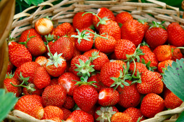 Fresh juicy strawberries with leaves. Strawberry background. The concept of healthy eating. Fresh organic berries are collected in a wicker basket.