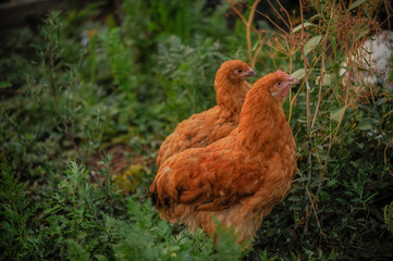 Purebred English chickens graze on  green grass. Breed Orpington