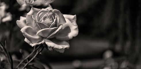 Einzelne Rose, monochrom, Panorama