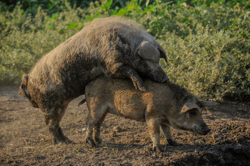 Fototapeta premium Big producer of hairy wild boar. Meat breed of swine Duroc. Pigs couple outdoors in dirty farm field. Name in Latin: Sus scrofa domesticus. Hogging pig Mangalitsa boar. Concept growing organic food
