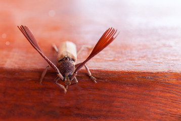 Giant beetle fromfrom the tropical part of Bolivian rain forest. Close up, macro. Large tropical beetle species