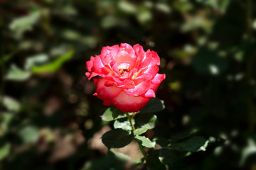 colorful rose in summer garden