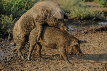 Big producer of hairy wild boar. Meat breed of swine Duroc. Pigs couple outdoors in dirty farm field. Name in Latin: Sus scrofa domesticus. Hogging pig Mangalitsa boar. Concept growing organic food