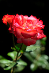 colorful rose in summer garden