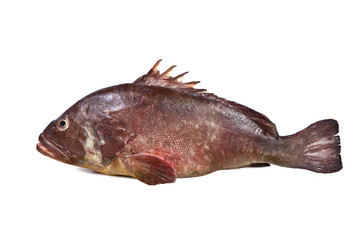 Fototapeta premium Mediterranean fish Grouper Cernia Epinephelinae