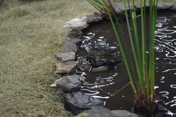 duck in pond