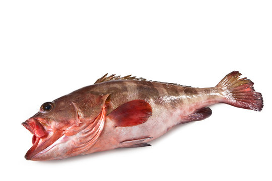 Mediterranean fish Grouper Cernia Epinephelinae
