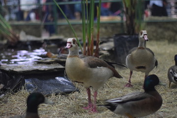 Clean duck