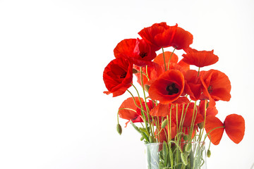 Bouquet of poppies on a white background