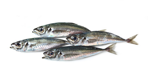 Mediterranean fish Horse Mackerel Sugarello Trachurus trachurus