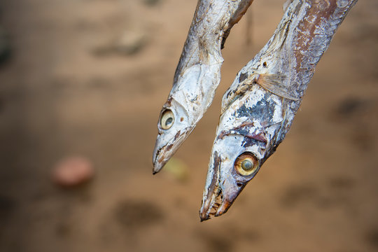Dried fish on the seabeach