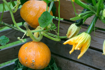 Pumpkin hokaido in the garden