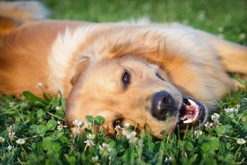 Portrait young beauty dog