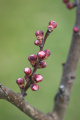 Apricot buds in the spring