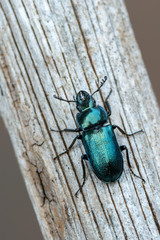 Stag beetle - Platycerus caraboides