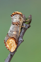 Buff-tip - Phalera bucephala