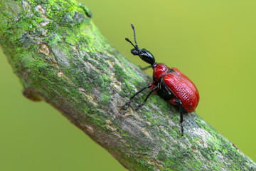 Hazel-leaf Roller Weevil - Apoderus coryli