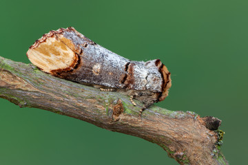 Buff-tip - Phalera bucephala
