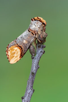 Buff-tip - Phalera bucephala