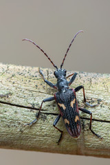 Longhorn beetle - Rhagium bifasciatum