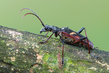 Longhorn beetle - Rhagium bifasciatum