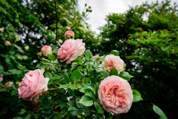 pink rose in the garden