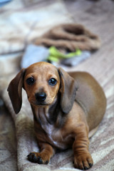 dachshund puppy portrait plaid background 