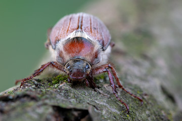 Melolontha hippocastani
