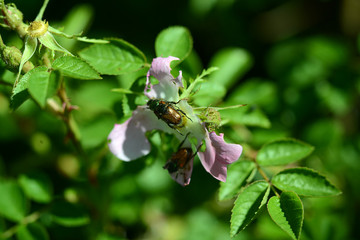 pinkfarbene Blüte