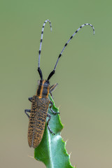 Golden-bloomed Grey Longhorn Beetle - Agapanthia villosoviridescens