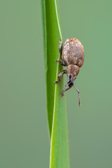a weevil beetle - Peritelus sphaeroides
