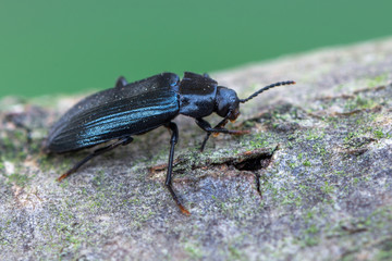 a beetle - Melandrya caraboides