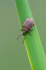 a weevil beetle - Peritelus sphaeroides
