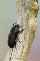 Lesser Stag Beetle - Dorcus parallelipipedus