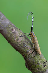 Golden-bloomed Grey Longhorn Beetle - Agapanthia villosoviridescens