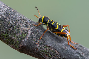Wasp beetle - Clytus arietis