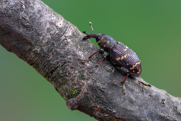 a weevil beetle - Hylobius abietis