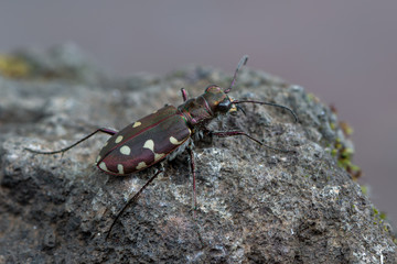 Tiger beetle - Calomera littoralis