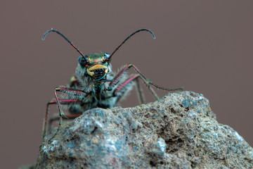 Tiger beetle - Calomera littoralis