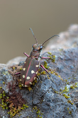 Tiger beetle - Calomera littoralis