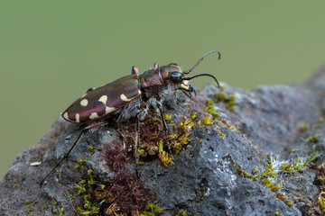 Tiger beetle - Calomera littoralis