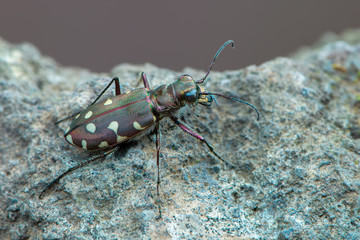 Tiger beetle - Calomera littoralis