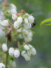 Flowering Canadian blueberry - 272462607