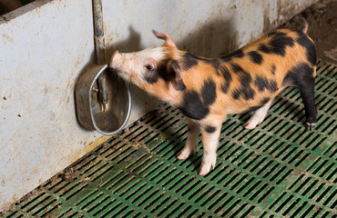 Piglet drinking water from faucet © Budimir Jevtic