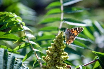 Monarch Butterfly Danaus plexippus . Monarch Butterflies cluster together on the pines and eucalyptus trees during their migration to overwinter in Monarch Grove Sanctuary, Pacific Grove, CA