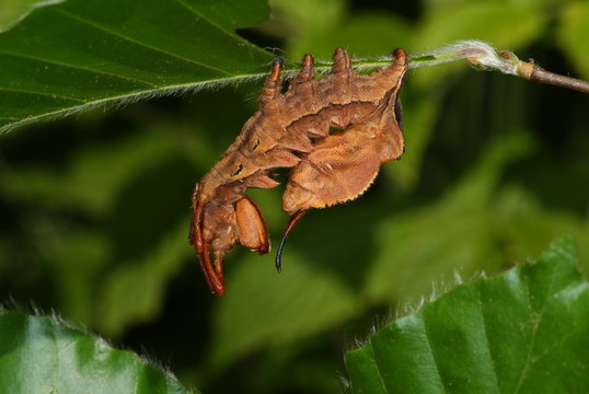 Stauropus fagi (LINNAEUS, 1758) Buchen-Zahnspinner, Raupe 01.06.2011 DE, Leverkusen-Opladen