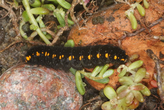 Parnassius apollo (LINNAEUS, 1758) Apollofalter, Raupe 01.06.2011 DE, Valwig, Mosel