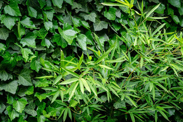 Original texture of natural green bamboo Phyllostachys aureosulcata with background of elegant ivy Hedera helix. Nature concept for design