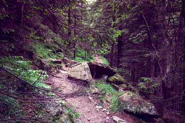 Fototapeta premium forest footpath with big stones